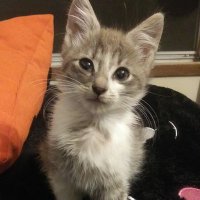 Jack-Jack the Pete's cat (@jackjackthepet1) 's Twitter Profile