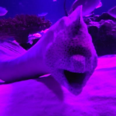 ||:ぴよすけ🐤:||(成人済)さんのプロフィール画像