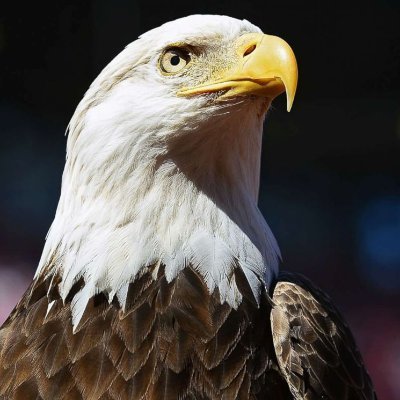 OvertonUnderdog's profile picture. I call it like I see it...