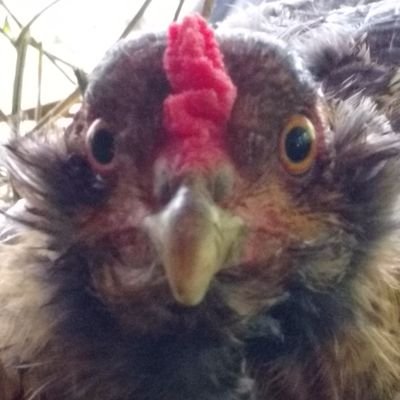 PonyWes's profile picture. is Ai becoming the mark of the beast from the book revelation🤔,into steam/antique equipment/technology,tired of politicians,want to manufacture horse equipment