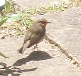 Retired, Interest in Politics,History,Gardening,Munster Rugby,GAA and all things Irish.