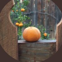 🍊AnOrange(@AnOrang59270740) 's Twitter Profile Photo