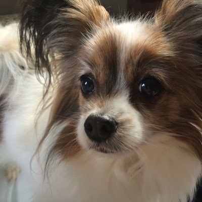 kuutomomo0715's profile picture. 好きなものをあつめる