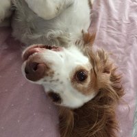 Pooch (@monique00403896) 's Twitter Profile