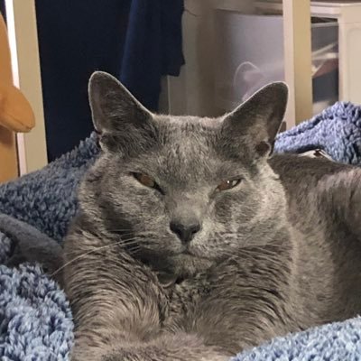 nyandau5648's profile picture. SOC/ CCNA / AWS SAA-03/ AZ-900/ iOS Developer/ HTB(HackerRank)/ Newbie OSINTer/ https://t.co/fEAPOA3YK0