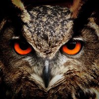 Erictheowl(@Erictheowl1) 's Twitter Profile Photo