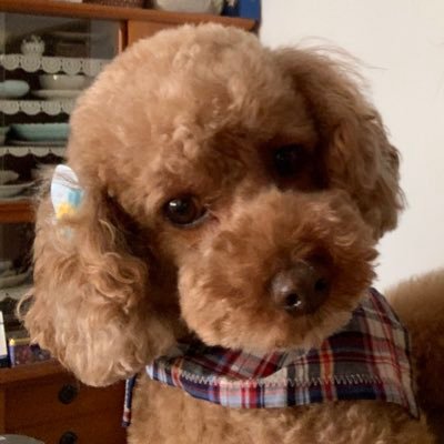 mahoo2kai's profile picture. ★Söla(そら)トイプードル♂  🎂2012.6.6🏡家の子記念日:2014.9.23 ★Chlöe(くろえ)雑種♂ 🎂2019.4.19🏡家の子記念日:2020.4.3 ♥︎Matthëw(ましゅー)メインクーン♀ 🎂2020.4.23🏡家の子記念日:2020.8.21