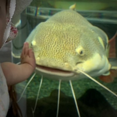 キャットフィッシュなまず Cat Fish Namazu Twitter
