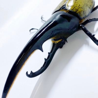 ガマガエルページ GIGA 【数量限定品】CARMATE カーメイト LEDヘッドバルブ C55000