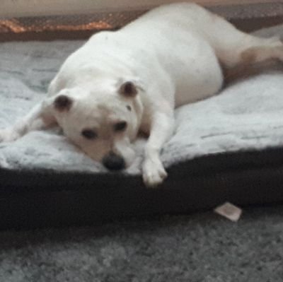 I'm Angel a real angel Staffie girl l went OTRB 22.2.22 I luv sossiges, snoozin swimmin & tennis balls Girlfriend of Rossi Babybruv Horton now reunited 😇