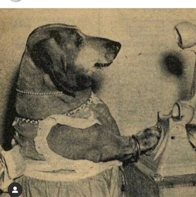 Steffycat07's profile picture. Native Texan. Dog Mom. She/her.