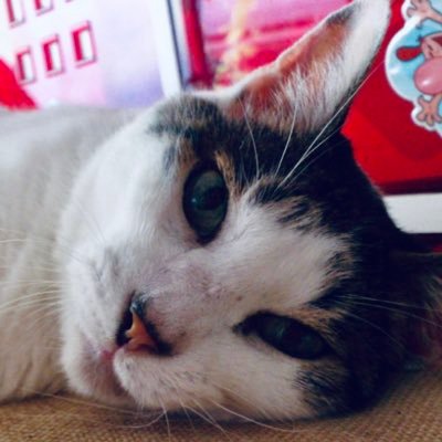 58ZgEcmPJnX2dbD's profile picture. 保護猫姉妹(❤手鞠🐈＆花火🐈‍⬛❤)と住むゴスペルを歌う人。ヴォーカルユニットPixsound(ピクサウンド)@Pixsound1 リーダー。会津出身／横浜在住 ／アイコンは先代猫ジロ／ケムリ坊主の一員／🎶音楽と猫の雑多垢です🎶