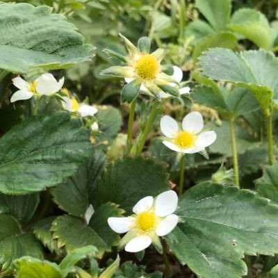 週末に家庭菜園を楽しんでいます✨20年ほど前に現代農法でスタートし、今は不耕起と有機マルチをベースに、微生物と虫さんの力をお借りしながら🙇♂️無肥料栽培をしております。自家採種もやっていますが、うまくいきませーん🤣それも楽しいんです😳……………他に好きなもの|映画|小説|音楽|たまにジョギングも🏃♂️