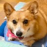 AlienConny's profile picture. コーギーのコニー♀(2007.9.8～2020.9.18)お空組の仲間入りしました🌈 DMでした。ちょっぴり頑固でかわいいかわいい妹です💕 お空ではちゃんと他のワンコとも仲良くするんだよ！ 無言フォロー失礼します🙇‍♂️