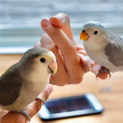 コザクラインコ:26羽 ボタンインコ:4羽 ヤエザクラインコ:5羽 オカメインコ:15羽 サザナミインコ:6羽 ウロコインコ:6羽 オオハナインコ:2羽 合計:64羽の大インコ家族🐦