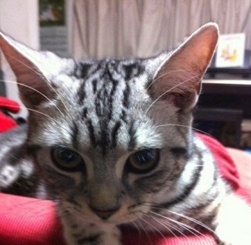 SaschaUdagawa's profile picture. Japanese-to-English translator, editor, writer, daughter, mother, pizza lover 🍕❤️