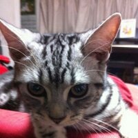 Sascha Udagawa (@saschaudagawa) 's Twitter Profile