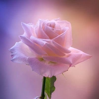 Subha_Shree01's profile picture. I'm unique, just like everyone else.