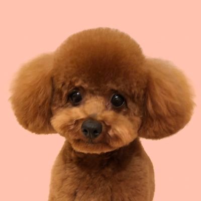 Sid Miyauchi 髪型を変えるために伸ばしている途中過程だから フードを被っているのˊᵕˋ トイプードル 髪型 犬好きさんと繋がりたい