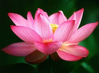 BarrenBrunette's profile picture. 