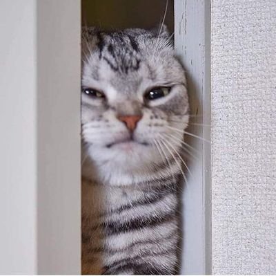 ser un gato