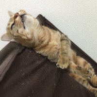 Jamchan (@jamchan18) 's Twitter Profile