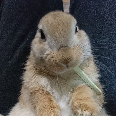 todonoTAMAGO's profile picture. 