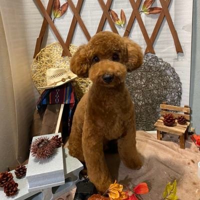 51gonta's profile picture. 7キロのちょっと大きめトイプー(2020年2月生まれ ♂)と、思春期の娘2人に翻弄され、てんやわんやの毎日ですが、箱推しの⚾ヤクルトスワローズ（特に丸山和郁、長岡秀樹選手）と🎤宮野真守さんに元気をもらっています😃
無言フォロー失礼します🙇
良かったらヤクルト、マモ、犬友よろしくお願いします😊