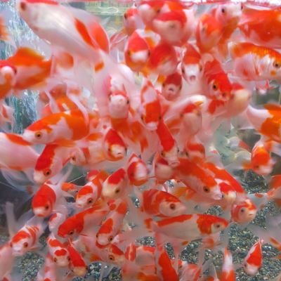 斉藤彰宏 ペットプラザ吉川栄町店 吉川栄町店にも長野飯田産金魚 オランダ 2才 高頭丹頂 2才 琉金 素赤 猩々 とにかく 赤い ここからしっかり餌をつけて仕上げて行きます 斉藤彰宏 ペットプラザ吉川栄町店 吉川栄町店にも長野飯田産金魚 オランダ 2才 高頭丹頂 2才 琉金 素赤 猩々 とにかく 赤い ここからしっかり餌をつけて仕上げて行きます
