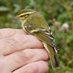 JJ (@jjskyebirding) Twitter profile photo JJ (@jjskyebirding) Twitter profile photo