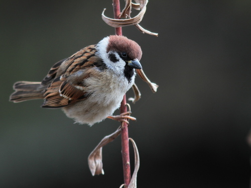 yukarin333's profile picture. 小鳥が大好きで4羽の小鳥と暮らし、週末は相方と鳥見鳥撮りを楽しんでいます。聴覚障害者でとうとう何も聞こえなくなっちゃいました(T_T)→両耳人口内耳の手術しました。少し聞こえます。
