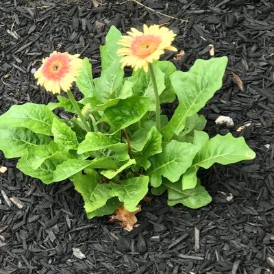 galfromwise's profile picture. Government & Politics General News Technology