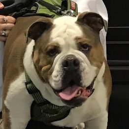 whs_bulldog Profile Picture