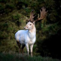 Irish Deer Commission (@deercommission) 's Twitter Profile Photo Irish Deer Commission (@deercommission) 's Twitter Profile Photo
