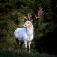 Irish Deer Commission(@DeerCommission) 's Twitter Profile Photo