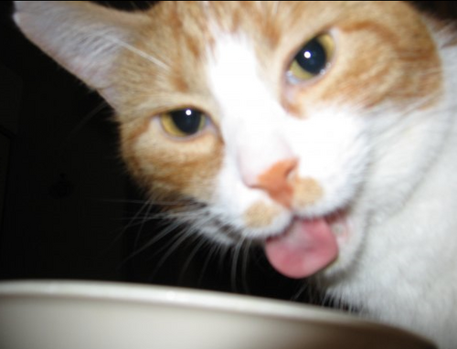 I'm an orange, mustachioed house-cat who likes to play fetch, flash my tummy, and look out the window. I like meeting and making friends with other kitties!!