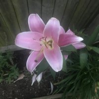 Dlynnb72 (@dlynnb72) 's Twitter Profile