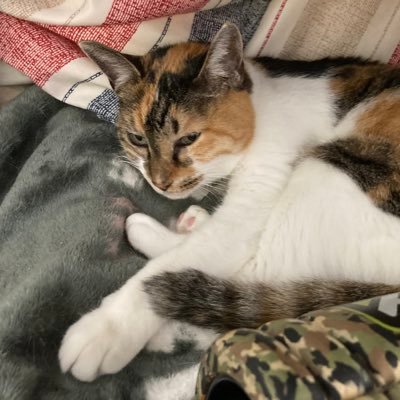走る三毛猫の父ちゃん John Tonnura3 15 Twitter