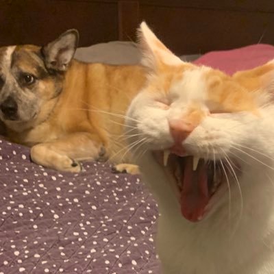 florencedooley's profile picture. Tarheel by choice; Hokie by marriage