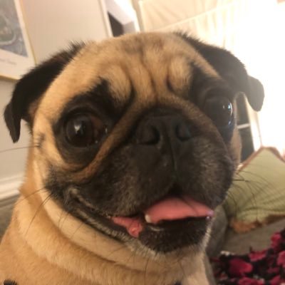 sullypug1's profile picture. Just a pug looking for snackies and snuggles