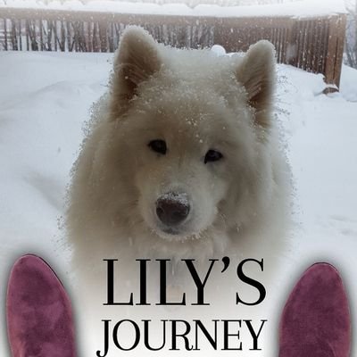 Mom to Lily the Samoyed