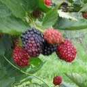 Jas Berry - @BerryBerryTrue - Twitter