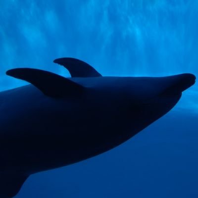 サバ を 読む 意味 鯖を読むの意味 語源や例文も紹介 ところでなぜ鯖なの