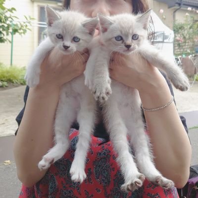 はじめまして🎶
双子の兄妹ねこ🌸直弼&さくら🌸です😸😸
よろしくお願いします✨