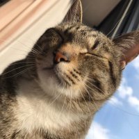 nekos one (@nekos_one) 's Twitter Profile Photo nekos one (@nekos_one) 's Twitter Profile Photo