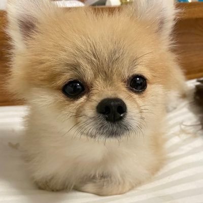 ポメラニアン10匹と猫1匹に囲まれながらいきてます🐶のんびり更新