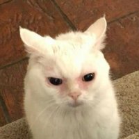 505 (@coquiecola) 's Twitter Profile Photo