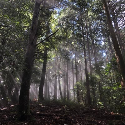 荒廃した奥地人工林を 低コストで管理できる森林 へ Kozagawa Cf Twitter