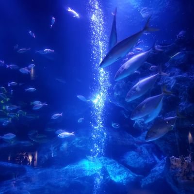 JippyAndX's profile picture. 英語を上達させたいWM　
子供たちと一緒に英語勉強中✨　
👩レシピー,ラジ英...etc　
👧6y👦4y NC,DWE　
英語/子育て/株/投資/料理/教育/読書
旅行