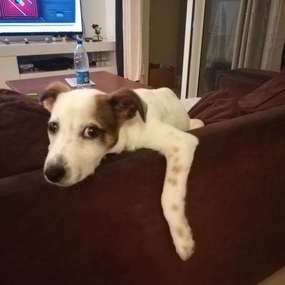 DerekHBT98's profile picture. ❤️💛